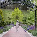 A child in a kimono walking on a green garden path for Shichi-Go-San.